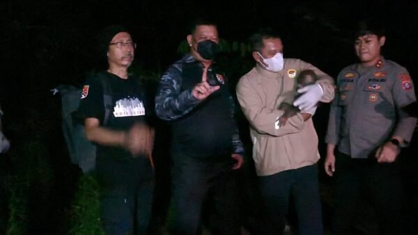 Polisi Selamatkan Induk dan Anak Orang Utan Terdampak Karhutla di Kalimantan Tengah